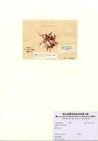 藏品(Hypnea rosea Papenfuss)的圖片